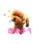 トイ・プードル（カール）1（個別スタンプ：20）