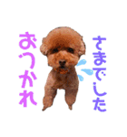 トイ・プードル（カール）1（個別スタンプ：21）