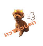 トイ・プードル（カール）1（個別スタンプ：23）