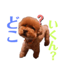 トイ・プードル（カール）1（個別スタンプ：24）
