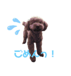 トイ・プードル（カール）1（個別スタンプ：25）