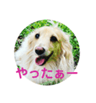 ダックス虎虎の日常会話3（個別スタンプ：10）