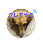 ダックス虎虎の日常会話3（個別スタンプ：13）