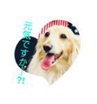 ダックス虎虎の日常会話3（個別スタンプ：19）