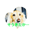 ダックス虎虎の日常会話3（個別スタンプ：20）