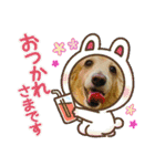 ダックス虎虎の日常会話3（個別スタンプ：37）