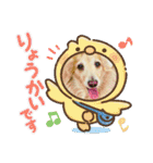 ダックス虎虎の日常会話3（個別スタンプ：38）