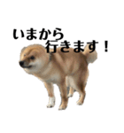柴犬こっちゃん2（個別スタンプ：2）