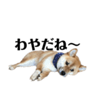 柴犬こっちゃん2（個別スタンプ：3）