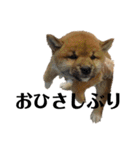 柴犬こっちゃん2（個別スタンプ：4）