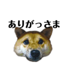 柴犬こっちゃん2（個別スタンプ：5）