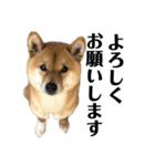 柴犬こっちゃん2（個別スタンプ：6）