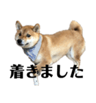 柴犬こっちゃん2（個別スタンプ：7）