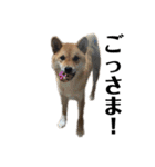 柴犬こっちゃん2（個別スタンプ：8）