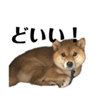 柴犬こっちゃん2（個別スタンプ：9）