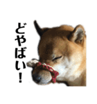 柴犬こっちゃん2（個別スタンプ：10）