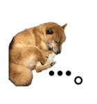 柴犬こっちゃん2（個別スタンプ：12）