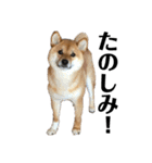 柴犬こっちゃん2（個別スタンプ：13）