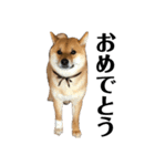 柴犬こっちゃん2（個別スタンプ：15）