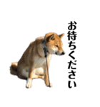柴犬こっちゃん2（個別スタンプ：16）
