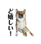 柴犬こっちゃん2（個別スタンプ：17）