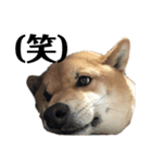 柴犬こっちゃん2（個別スタンプ：18）