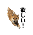 柴犬こっちゃん2（個別スタンプ：21）
