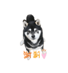 黒柴ハチベエ3（個別スタンプ：1）