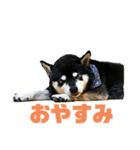 黒柴ハチベエ3（個別スタンプ：6）