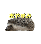 えふぉまる＆えふぉみすたんぷ☺︎（個別スタンプ：1）