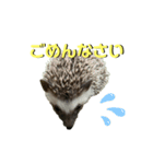 えふぉまる＆えふぉみすたんぷ☺︎（個別スタンプ：5）