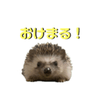 えふぉまる＆えふぉみすたんぷ☺︎（個別スタンプ：12）