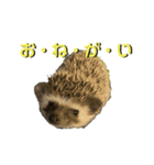 えふぉまる＆えふぉみすたんぷ☺︎（個別スタンプ：15）