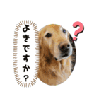 ◆みるくとろんさん◆（個別スタンプ：11）