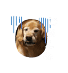 ◆みるくとろんさん◆（個別スタンプ：16）