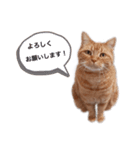 足長マンチカンのビスくん。（個別スタンプ：1）