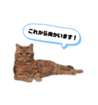 足長マンチカンのビスくん。（個別スタンプ：8）