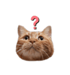 足長マンチカンのビスくん。（個別スタンプ：14）