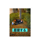 今日も平和な秋山シリーズ（個別スタンプ：7）