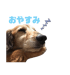 AREX（個別スタンプ：4）