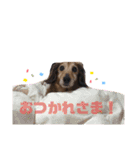 AREX（個別スタンプ：8）