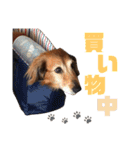 AREX（個別スタンプ：10）