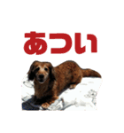 AREX（個別スタンプ：15）