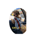 ときどき博多弁ごんちゃんの一生2（個別スタンプ：3）