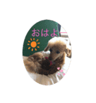 ときどき博多弁ごんちゃんの一生2（個別スタンプ：6）