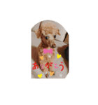 ときどき博多弁ごんちゃんの一生2（個別スタンプ：8）