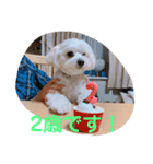 イヴとポムのスタンプ（個別スタンプ：5）
