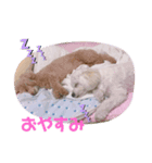 イヴとポムのスタンプ（個別スタンプ：8）