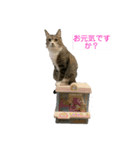 ちびみや1（個別スタンプ：1）