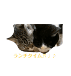 ちびみや1（個別スタンプ：2）